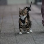 A stylish cat wearing a comfortable harness during a walk in the park, showcasing safety and fashion for outdoor adventures.