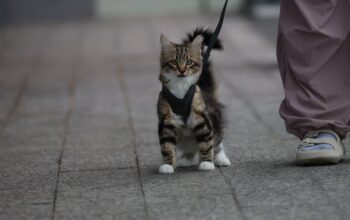 Choosing the Best Harness for Your Stylish Cat Walks