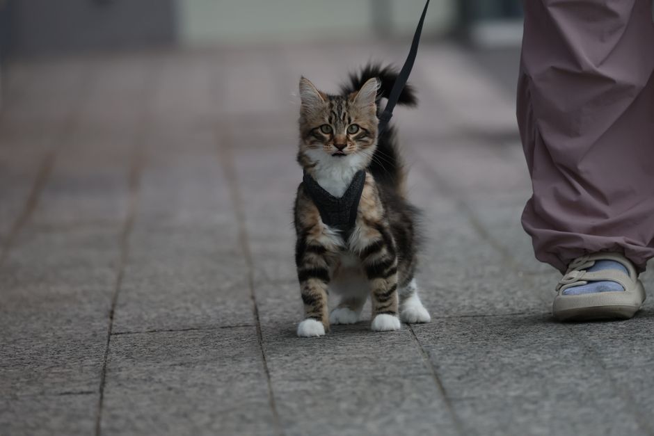 A stylish cat wearing a comfortable harness during a walk in the park, showcasing safety and fashion for outdoor adventures.